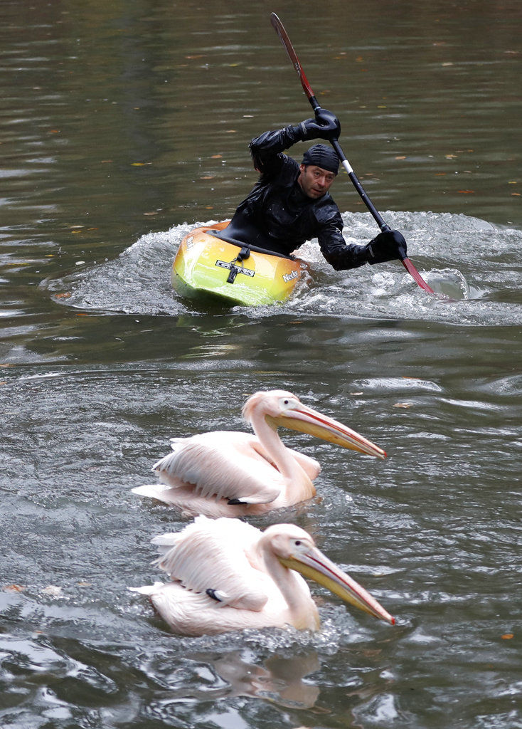 Czech Republic pelicans